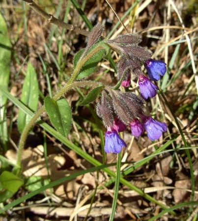 pulmonaire officinale